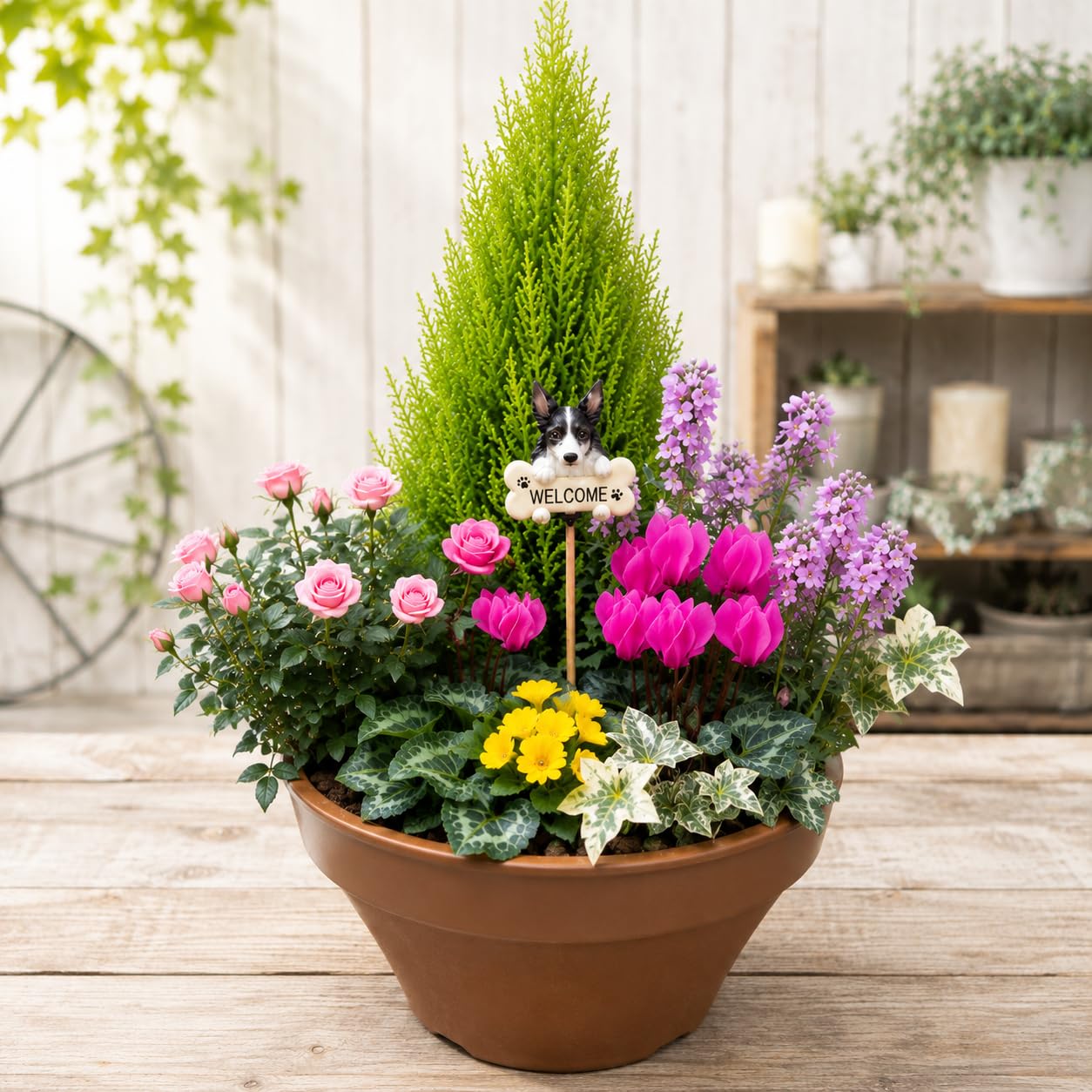 Amazon｜季節のお花でおまかせ寄せ植え コニファー ゴールドクレスト